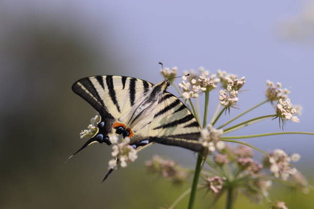 un papillon sur une fleur - scarce swallowtail photos et images de collection