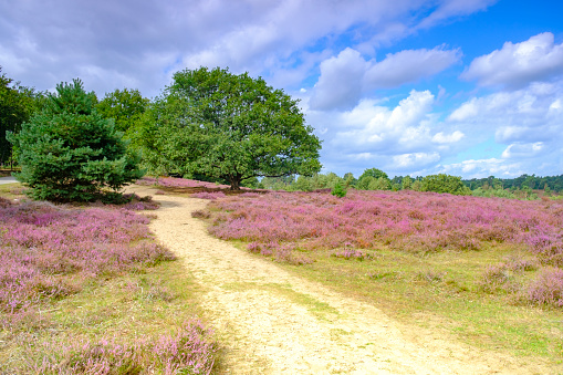 Blooming heather hills at the Posbank in National Park Veluwezoom in Gelderland, The Netherlands during a beautiful summer day.