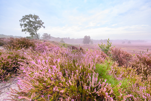 Heather in bloom in the moorland hills of Scotland's Highlands.  Please note shallow depth of field.