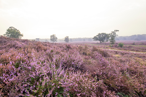 Blooming Heather plants in Heathland landscape during sunrise in summer in the Veluwe nature reserve at the start of a beautiful warm summer day with some fog over the heath.