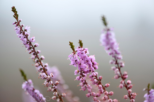 Flowering Heather plants in Heathland close up during sunrise in summer in the Veluwe nature reserve in Gelderland, The Netherlands.