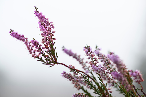 Isolated pink flowers on white background, Angelonia Angustifolia or common names are Summer Snapdragon, Narrow-leaved Angelon, Summer Orchid or Angelonia.