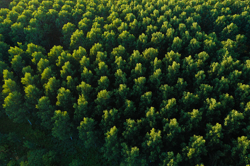 Poplar forest at dusk in summer