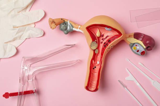 kit de examen ginecológico y modelo de útero anatómico sobre fondo rosado, tendido plano - espéculo fotografías e im�ágenes de stock