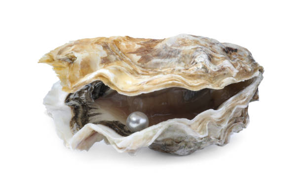 istock Open oyster with pearl isolated on white 1411187882