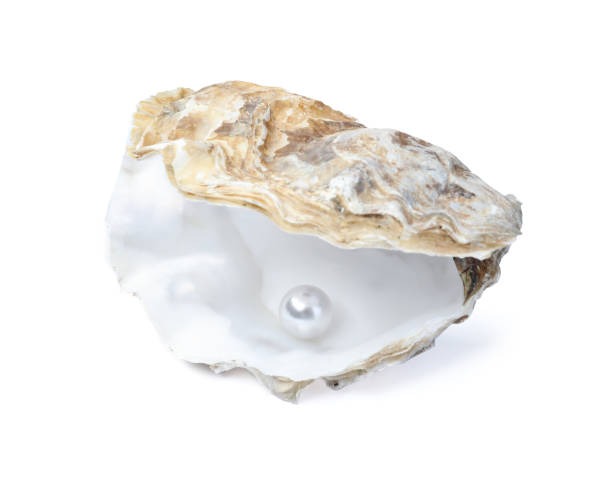 istock Open oyster with pearl isolated on white 1411188056