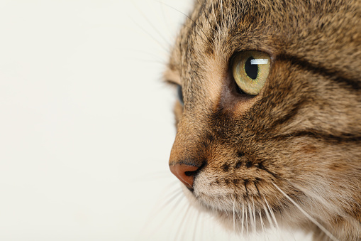 A young male cat is playfully reaching out towards the camera.  He is relaxed, mischievous and making a funny face.  His paws around the camera give the appearance he is taking a selfie photograph.  Image taken in Ko Lanta, Krabi, Thailand.