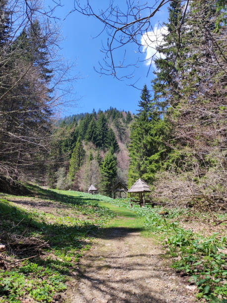 istock spring on the mountain Kopaonik in Serbia 1411189620