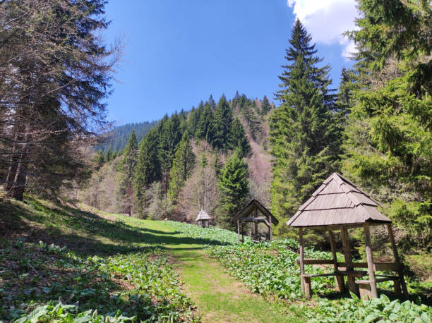 istock spring on the mountain Kopaonik in Serbia 1411189621