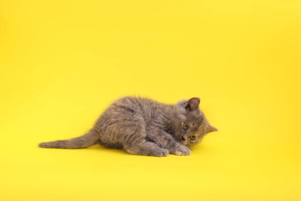 istock Cute little grey kitten lying on yellow background 1411189711