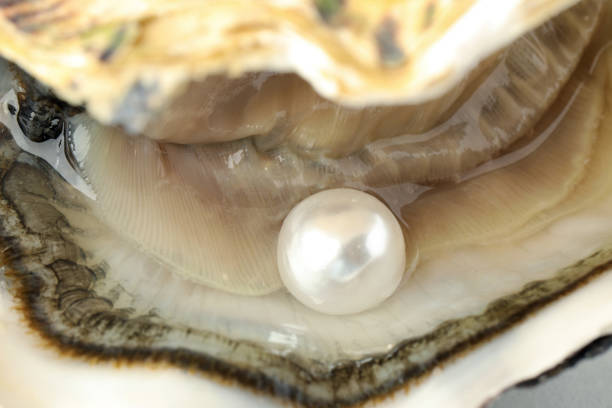 single pearl in seashell with soft sepia abstract lighting