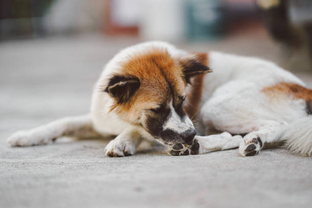 les chiens errants se grattent les pieds avec leur bouche causée par les puces. - dog scratching flea dog flea photos et images de collection