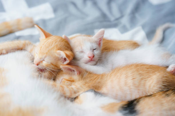 istock Cute kittens are suckling and sleeping on the bed. Selective focus. 1411191379