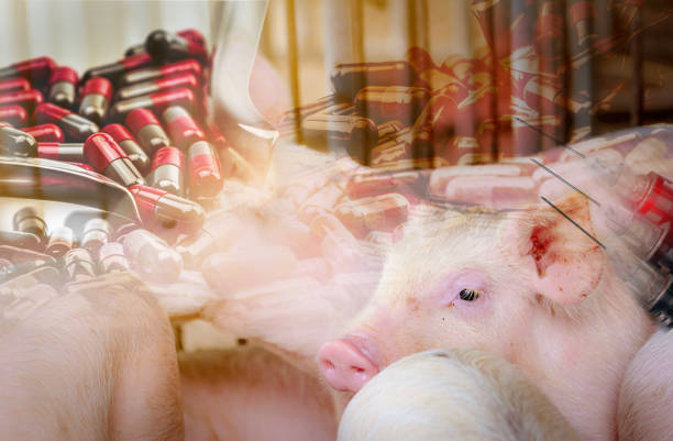 pig in farm and antibiotic capsule pills and needle and syringe of vaccine for animals. livestock farming. pork meat industry. healthy and cute pig. mammal animal. african swine fever and swine flu. - swine flu fotos imagens e fotografias de stock