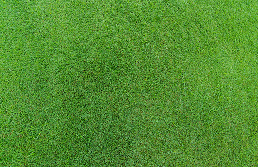 Green grass texture background. Golf course grass. Top view of green grass of turf lawn texture background. Turf grass on golf course. Sports field. Turf care business background. Lawn carpet texture.
