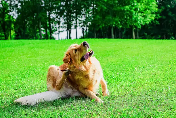 Photo of The labrador dog sits in the meadow, scratches his torso with his feet.Sunny summer park day.