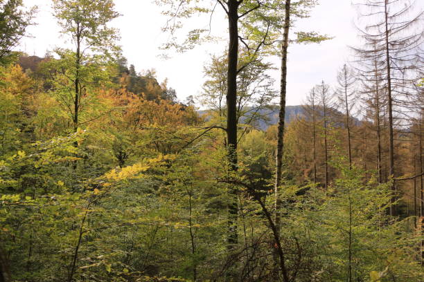 istock Autumn in Saxon Switzerland 1411192594