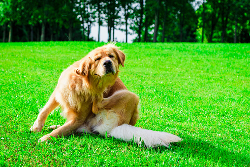 The labrador dog sits in the meadow, scratches his torso with his feet.Sunny summer park day.