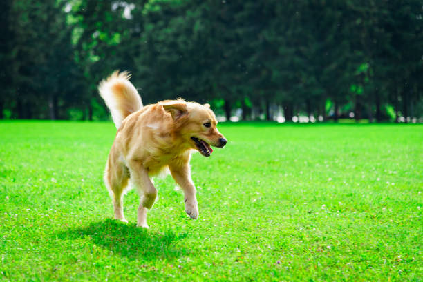 istock Golden retriever dog running on the summer field or park. 1411192607