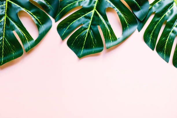 istock Tropical leaves Monstera on pink background. 1411192636