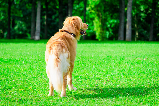 Beautiful Dog Golden Retriever lost looking for his master park in sunlight green nature. Park garden with pet.Rear view.