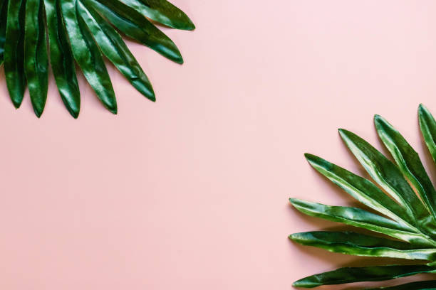 istock Tropical leaves Monstera on pink background. 1411192761