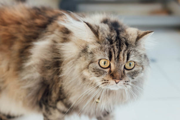 istock An adorable Persian cat laying down on the floor. 1411192869