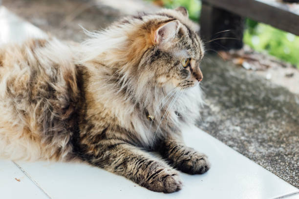 istock An adorable Persian cat laying down on the floor. 1411192889