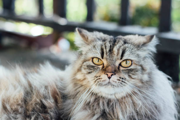 istock An adorable Persian cat laying down on the floor. 1411192965