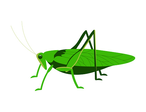 Green grasshopper side view isolated on a white background. Flat Art Vector Illustration