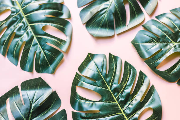 istock Tropical leaves Monstera on pink background. 1411193050