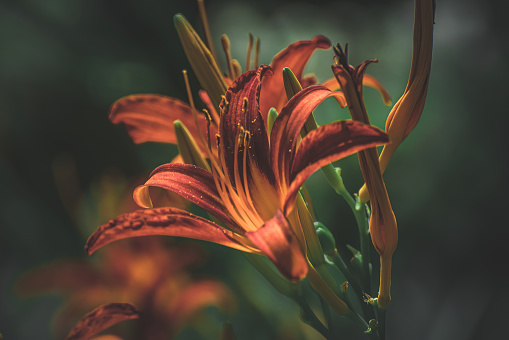 Lilies for a day in the shade