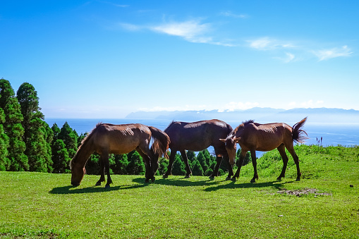 On a sunny day in June 2022, in Kushima City, Miyazaki Prefecture, a clear wild horse at Cape Toi