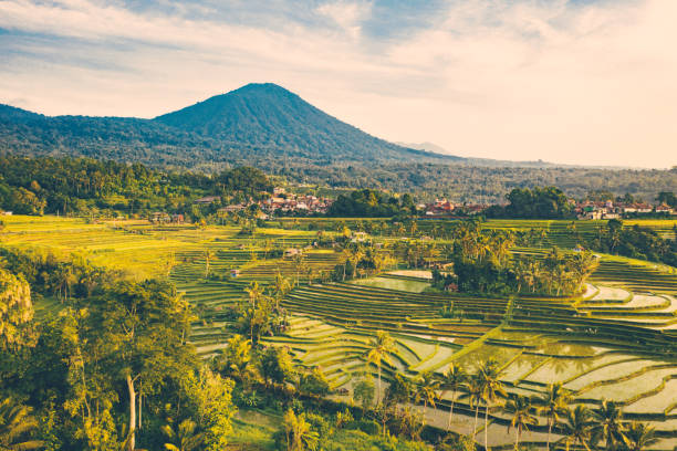 Bali, Sunrise over Jatiluwih Rice Terraces. View from above. Sunrise scene - early morning on Jatiluwih Rice Terraces. Aerial view of rice fields in a morning sun light. jatiluwih rice terraces stock pictures, royalty-free photos & images