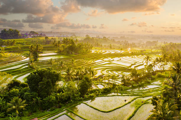 バリ島、ジャティルウィの棚田の日の出。上から見る。 - bali indonesia rice paddy rice ストックフォトと画像