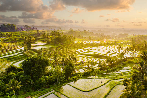 발리, 자틸루위 라이스 테라스 를 통해 일출. 위에서 볼 수 있습니다. - bali indonesia rice paddy rice 뉴스 사진 이미지