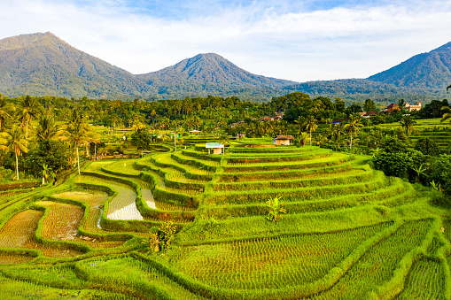 Sunrise scene - early morning on Jatiluwih Rice Terraces. Aerial view of rice fields in a morning sun light.