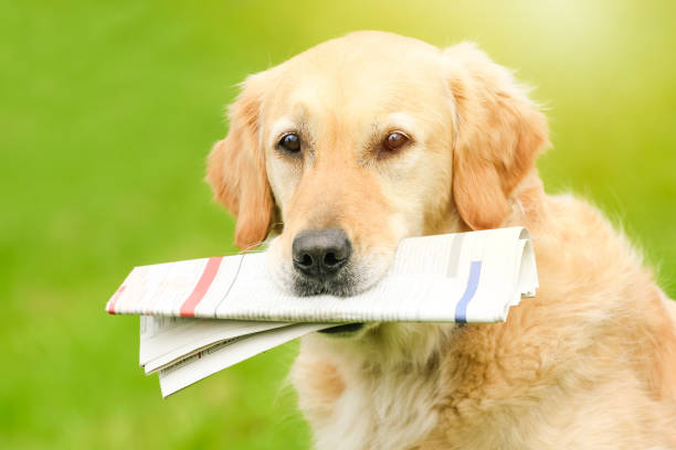 golden retriever sosteniendo un periódico - newspaper dog pets grass fotografías e imágenes de stock