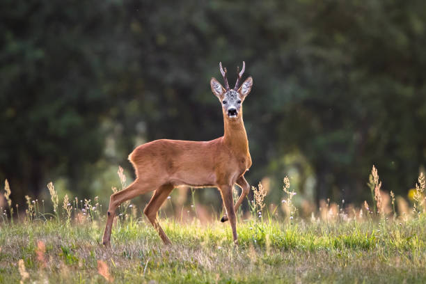 roe deer (capreolus capreolus) - ciervo corzo fotografías e imágenes de stock