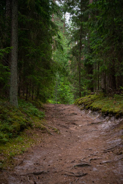 istock path in the forest with tree roots walked by mushroom pickers and berry pickers. covered with tree needles. Hill up. 1411197494
