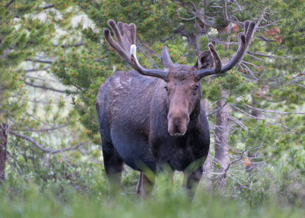 istock Moose in the Colorado Rocky Mountains 1411197875