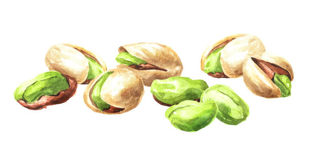 ilustrações de stock, clip art, desenhos animados e ícones de pistachios. watercolor hand drawn illustration isolated on white background - dried apple