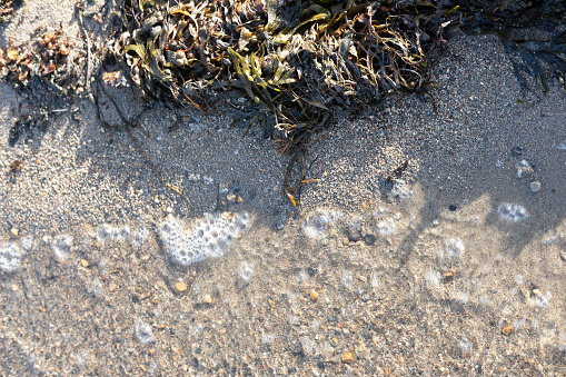 Water's edge hitting the beach and seaweed