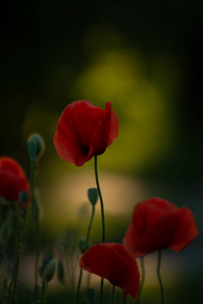 istock Beautiful Red Poppies Blooming in Spring Meadow Under Sunset Light. Red Poppies in Soft Light. Natural Floral Background in Creative Toned Low Key. 1411200339