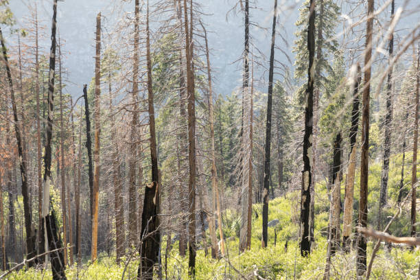 istock burned trees in Yosemite national park 1411201126