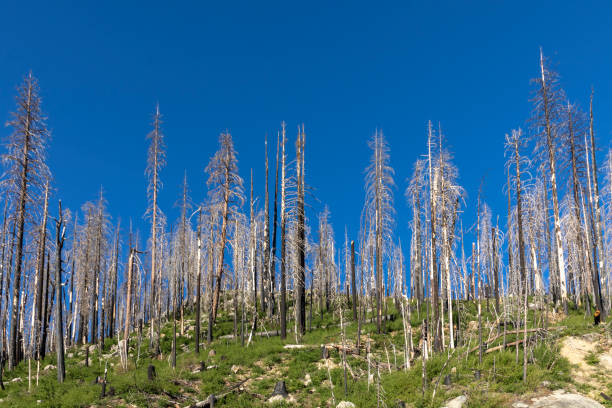 istock burned trees in Yosemite national park 1411201218