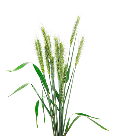 Green ears of wheat isolated on white background.