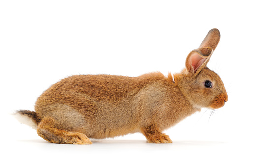 Brown rabbit isolated on a white background.