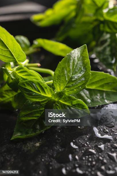 Fresh Organic Basil Leaves From The Home Garden Stock Photo - Download Image Now - Basil, Botany, Color Image