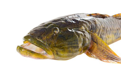 Goby fish isolated on white background